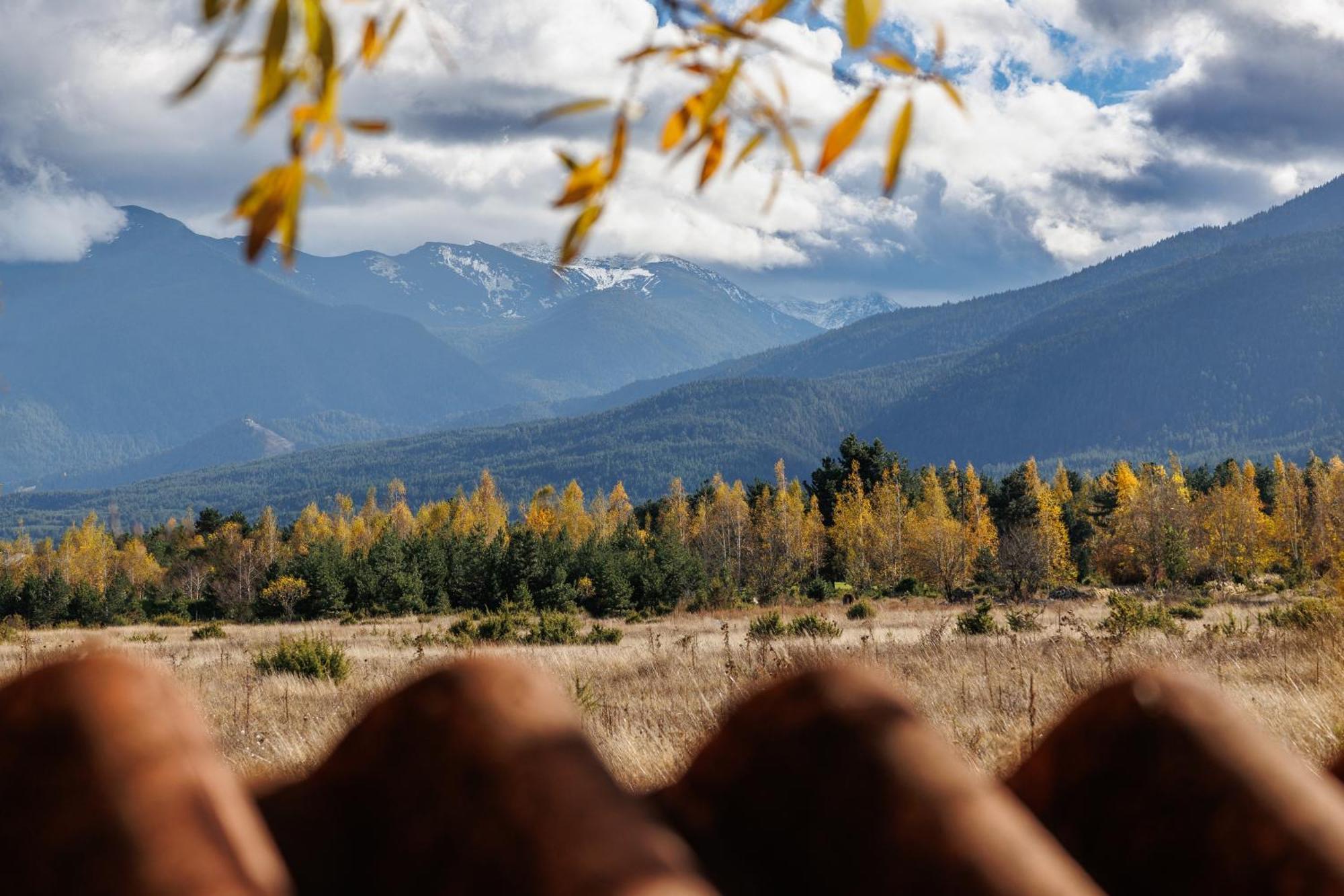 Wood & Bansko
